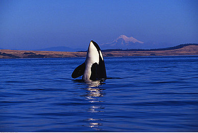 黄色软件下载大全免费:揭秘免费软件暗藏陷阱,教你避开不良应用-3