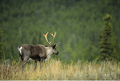 Q爆乳汗だく肉感レズビア：日本新娱乐项目走红，年轻人追捧新潮流-1