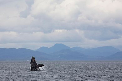 机机和机机手机免费：惊喜！手机免费赠，品牌新招引关注-2