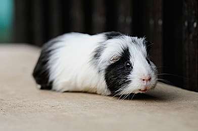 台湾中文娱乐：两岸文化盛宴：宝岛娱乐魅力大揭秘-1