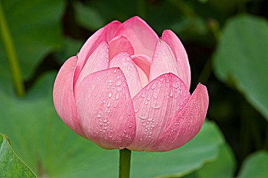 日本老熟妇XXXX乱俞：神秘老熟妇助阵，日式RPG新巅峰-3