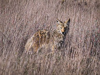 JuliaAnnⅩXXX精品性:内容平台崛起,JuliaAnnXXX吸粉无数-2