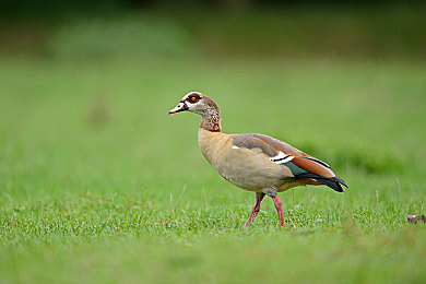 张柏芝高潮了6次我受不了了：女神张柏芝公益演出感动众人-4