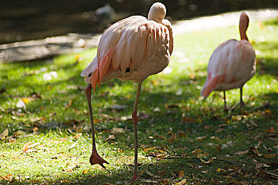 榴莲视频污污污：短视频平台风波：揭秘“榴莲视频”事件真相-3