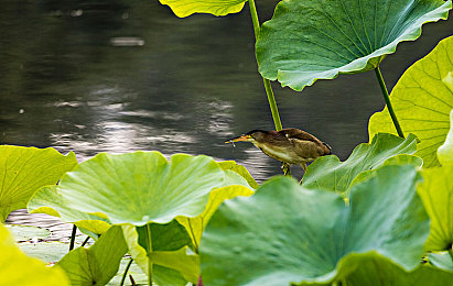 打扑牌两个人剧烈运动视频软件：牌桌竞技健身，社交互动新潮流-5