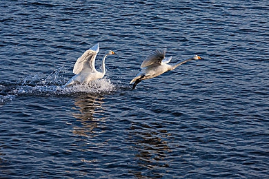 91无码红桃一区二区三区：独家资源大揭秘，娱乐平台哪家强？-5