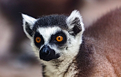 人与马胶配方大全高清：揭秘：神奇胶水，宠物家居两相宜-3