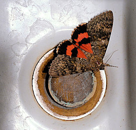 冰块加棉签等于牛奶：牛奶变粉红，冰块棉签揭秘神奇反应-2