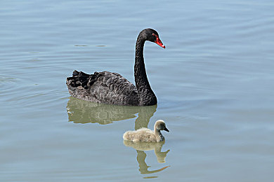 免费黄APP:轻松闯关,免费挑战,快来体验这款游戏!-2