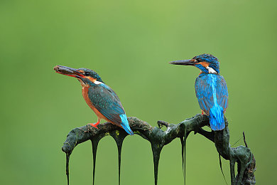 大菠萝福建官方隐藏入口ios：手游新玩法曝光，大菠萝福建官方入口引期待-4