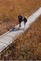 冰块加棉签等于牛奶：牛奶变粉红，冰块棉签揭秘神奇反应-3