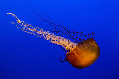 被夫部长侵犯的漂亮人妻：部长家庭丑闻曝光，妻子勇敢揭露真相-5