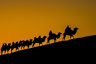 老师的兔子又大又圆：奇幻兔子冒险，圆滚滚角色引热潮-4