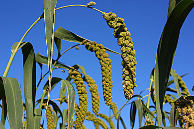 主人抽打花蒂sm:揭秘:神秘心理游戏,身心愉悦还是风险重重?-4