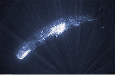 黄色软件下载大全免费:揭秘免费软件暗藏陷阱,教你避开不良应用-4