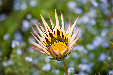 优菈被丘丘人抓去繁衍后代:神秘优菈被抓,冒险真相揭秘-1