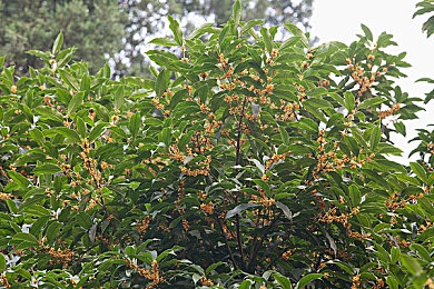 被隔壁老头添日出水舒服:邻里互助,温暖夕阳情-3