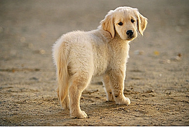 原神黄化网：原神黄化bug闹剧，miHoYo紧急修复-2