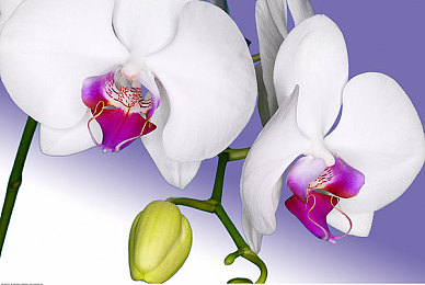 男生捅女生软件：校园暴力软件引众怒，严打行动启动-2