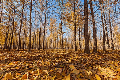 羽毛挠女同学乳尖到崩溃：校园暴力惊人一幕，女孩被挠至崩溃！-4
