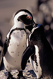 没戴乳罩被同桌c了一节课：校园尴尬瞬间：一节课引发的深思-3