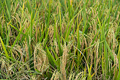 国产性猛交 XX 游戏：古风冒险游戏走红，国风元素引热议-3