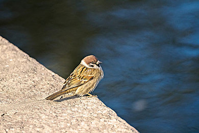 高岭花家的二姐妹|高岭花二姐妹SUV热销:时尚外观与卓越性能,引领汽车市场新潮流-3