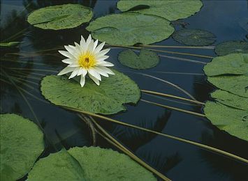 推特18+|都市青春新篇章,科技潮流领航者-2