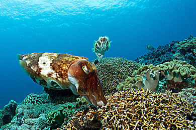 OPPO黄色软件下载|车载生活新篇章,智能助手一键导航-4