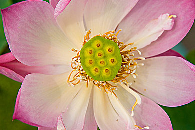 外国人打扑克不盖被子|独具匠心设计,卓越性能加持:“外国人打扑克”SUV引领市场潮流-4