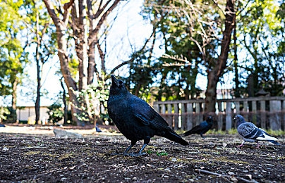 全彩ACG 无翼乌火影忍者|科技革新,全彩ACG显示技术加持,“无翼乌”新车型惊艳登场,引领未来驾驶潮流-1