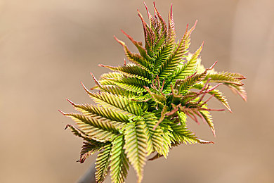 瑞典农场的4个女儿|瑞典四姐妹汽车创新,环保节能技术引领绿色出行潮流-3