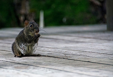 残虐 极端 疼痛 拳｜钢铁守护，安全先锋，挑战极限，无畏冲击-1