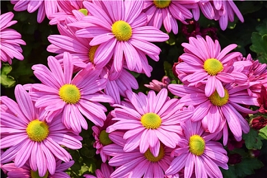 肏屄软件|汽车电子系统安全再敲警钟:“肏屄软件”恶意威胁,行业亟需加强防护-1