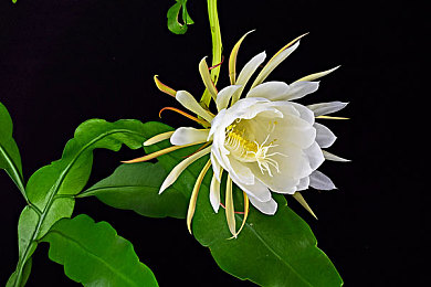 第五人格前锋c哭击球手的优化|驰骋赛道,锋芒再起——前锋C升级记-1