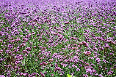 唐三抽曲比比东不亦乐乎nba｜篮球灵感跨界融合，智能概念车NBA赛场大放异彩-2