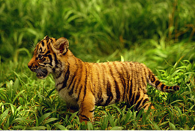 动漫 爆乳 3d|动感动漫风,爆乳3D造型汽车亮相,引领视觉与性能新潮流-4