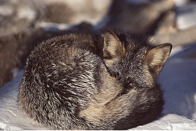 十八摸软件|创新驱动出行新体验,智能驾驶辅助系统引领行业变革-2