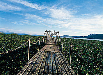 日本人与禽ZoZ0善交｜“日本汽车品牌推出鸟类灵感车型ZoZ0，环保人性化设计引关注”-3