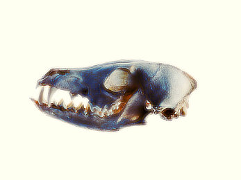 色鬼APP|创新引领未来,智能出行新篇章:一应用软件革新汽车服务体验-2