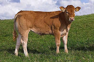 两人打扑克又疼又叫｜“高速惊魂，扑克牌下的安全警示：行车时分心，后果不堪设想”-1