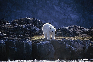 娇小BBW搡BBW仙踪林|“引领潮流新出行,中国制造BBW汽车诠释舒适与安全双重体验”-3