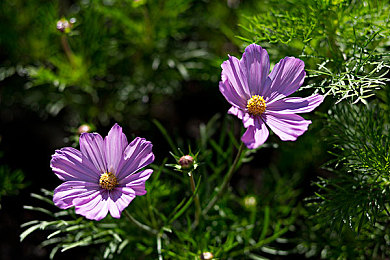 张雨欣惊艳写真图片｜汽车女神张雨欣驾驭时尚豪车，惊艳写真展现独特魅力-3