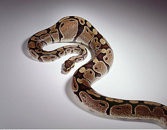 成人综合av|“电动速度激情:超越想象,智能SUV盛宴启程”-1