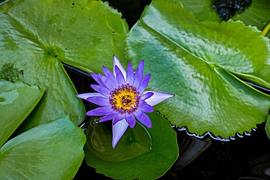 天天日天天操天天干｜涡轮动力，智控领航，环保先锋，畅行未来-2