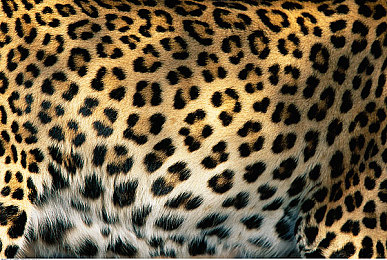 大少女哔哩哔哩更新内容预告-1