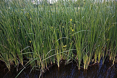 国产毛毛片|国产新秀惊艳登场:独特魅力,高效节能,亲民价格,领跑汽车市场-3