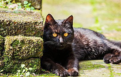 香港眼镜男捆绑国模李梓熙｜“香港收藏家携手国模李梓熙，汽车公益秀诠释环保理念，共筑爱心公益行”-4