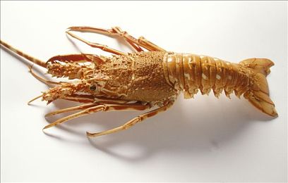 西北君君野外3p男同-3