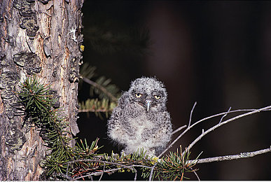 老妇的肉 舒服小说|“全新SUV舒适驾乘体验,细节打磨打造温馨家居氛围,强劲动力与全面安全配置,引领市场潮流”-2